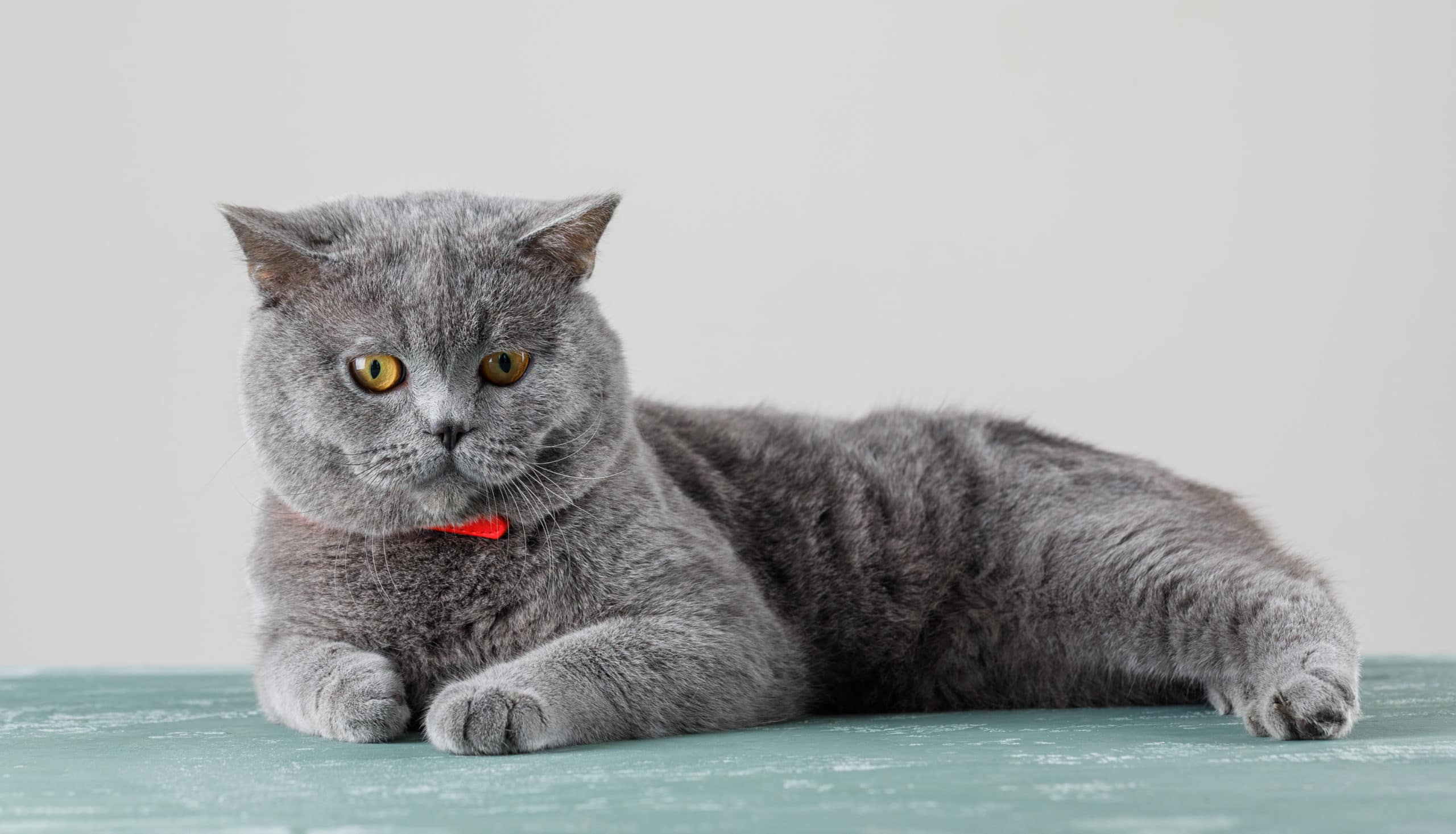 British Shorthair Kedi