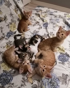 ucretsiz zonguldak kedi sahiplenme ilanlari petarkadas com