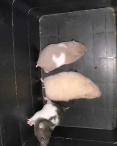 izmir hamster sahiplendirme