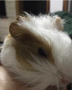 5 aylık Guniea Pig , rozetli