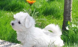 Maltese Terrier Ne Kadar Büyür?