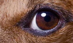 Köpeklerin Göz Rengi Ne Zaman Belli Olur?