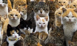 Dünyada Kaç Tane Kedi Cinsi Vardır?