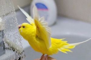 Kuşlara Banyo Nasıl Yaptırılır?