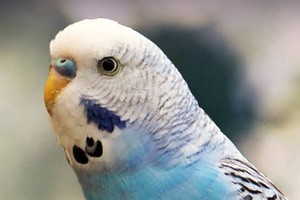 Muhabbet Kuşlarınız Için Doğal Vitaminler
