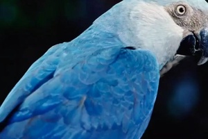 Spix Macaw Papağanı'nın Nesli Tükeniyor