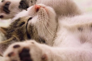 Yavru Kediler Ne Kadar Uyur?