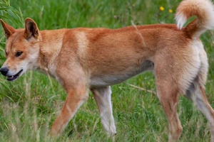 Dingo Hangi Hayvan Irkıdır?