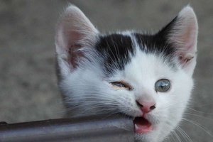 Yavru Kedi Ne Zaman Diş Çıkarır?