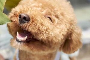 Yavru Köpekler Ne Zaman Diş Çıkarır?