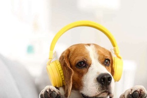 Köpekler Müzik Dinlemeyi Sever Mi?
