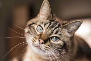 Kedilerin Ağzı Neden Kokar?