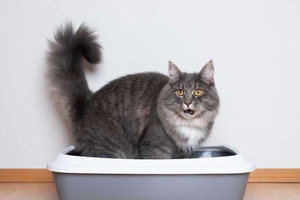 Kediler Tuvaletini Ne Kadar Tutabilir?