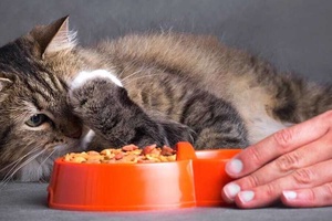Kedim Yemek Yemiyor ve Halsiz Ne Yapmalıyım?