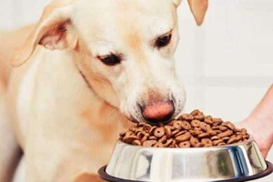 Köpekler Günde Kaç Kilo Yemek Yer?