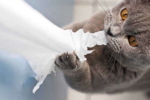 Kedim Neden Kağıt Yiyor?