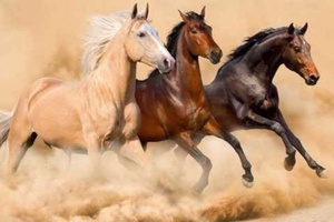 Atlar Ne Kadar Hızlı Koşar?