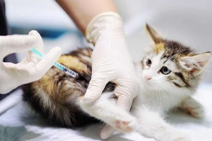 Kedi Aşı Takvimi ve Aşı Fiyatları 2022 Yavru Kedi