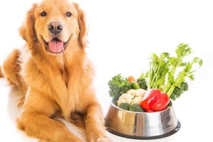 Köpekler İçin Sağlıklı Meyveler
