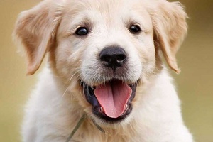 Köpeklerde Mantar Tedavisi Nasıl Yapılır?