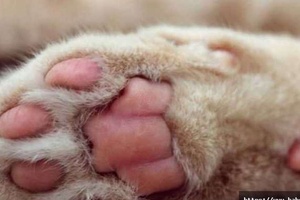 Kedilerin Kaç Parmağı Vardır?