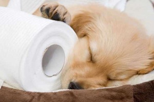 Köpeklerde Tuvalet Eğitimi Ne Kadar Sürer?