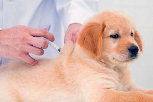 Köpeklerde Karma Aşı Nedir?