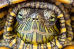 Kaplumbağalar Kış Uykusuna Yatar Mı?