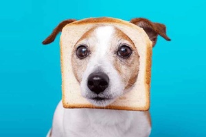 Köpekler Ekmek Yer Mi?
