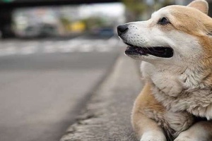 Köpekler Sokakta Yaşayabilir Mi?