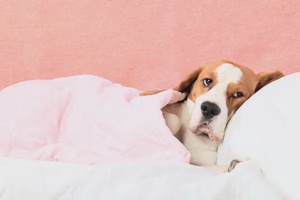 Köpeklerde Uyuz Belirtileri Ve Tedavisi
