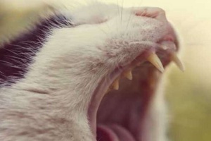 Kedinin Ağzında Yara Çıkması Belirtileri Ve Tedavisi