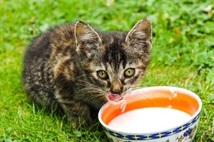 Yavru Kediye Süt Verilir Mi?