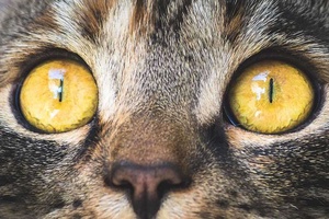 Kedilerde Göz Enfeksiyonu Belirtileri Tedavi Yöntemleri