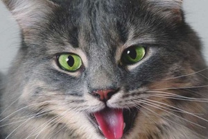 Kediler Neden Ağzı Açık Nefes Alır? Hızlı Hızlı Nefes Alan Kediler