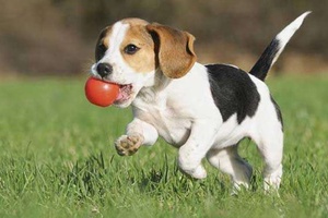 Beagle Nasıl Bir Köpek?