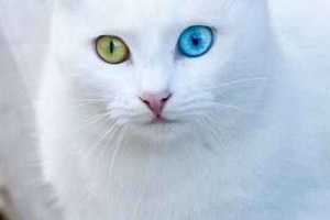 Van Kedisi Gözleri Ne Renk Olur?
