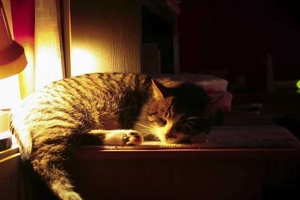Kediler Neden Geceleri Hareketlenir?