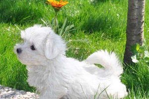 Maltese Terrier Ne Kadar Büyür?