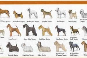 Terrier Köpek Özellikleri