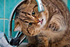Kediler Neden Suyu Sevmez?