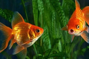 Japon Balığı Cinsiyeti Nasıl Anlaşılır?