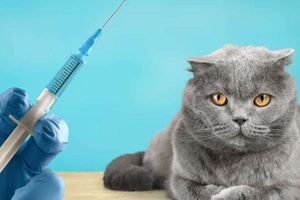 Kedilerin Kaç Tane Aşısı Var?