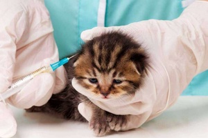 Kedilerde Karma Aşı Kaç Doz Yapılır?