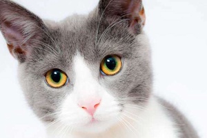 Kedilerin Göz Rengi Ne Zaman Belli Olur?