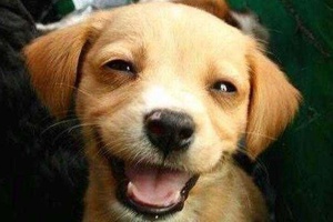 Köpeklerin Güldüğünü Nasıl Anlarız?