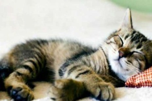 Kedilerin Uykusu Nasıl Gelir?