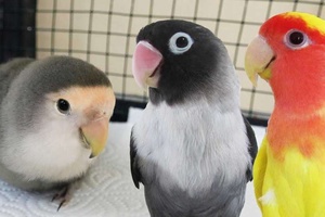 Sevda papağanı nasıl konuşturulur?