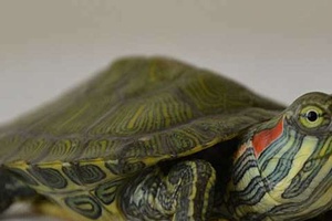Su Kaplumbağaları Kaç Yıl Yaşar?