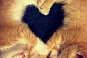 Kedilerin Kaç Kalbi Vardır?